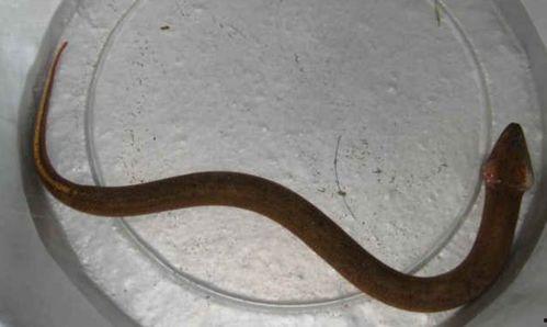 黄鳝女生活照,揭秘真实生活瞬间