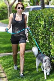 欧美明星遛狗,遛狗生活大揭秘